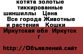 котята золотые тиккированные шиншиллы › Цена ­ 8 000 - Все города Животные и растения » Кошки   . Иркутская обл.,Иркутск г.